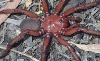 This is what the giant and strange spider discovered in Australia looks like