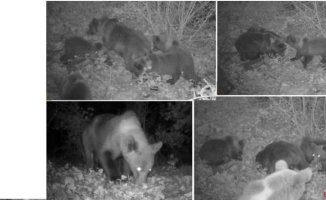 The Asturian bear known as 'the good mother' comes out of the den after the winter with her four cubs