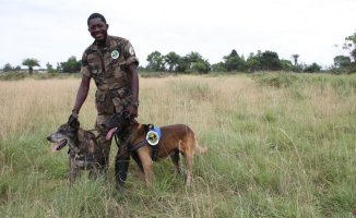 An exemplary dog ​​from Congo seeks a home in Spain