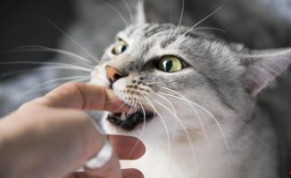 A man dies from a bacterium he caught after a cat bite