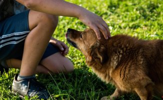 How the new Animal Protection Law affects you if you have a pet