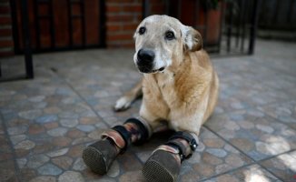 Lemon pie, the dog whose front legs were cut off by narcos and can be chosen pet of the year