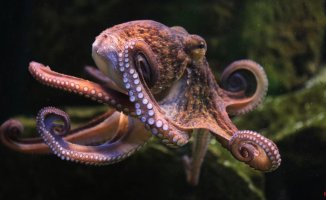 Animalists urge to stop the world's first commercial octopus farm