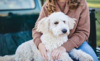 8 things you have to know yes or yes before having a dog
