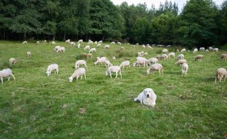 A heroic act: four mastiffs save 200 sheep from being eaten by a wolf in Lugo