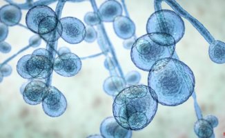 Alert for the increase in infections by Candida auris, a super-resistant and "potentially deadly" fungus