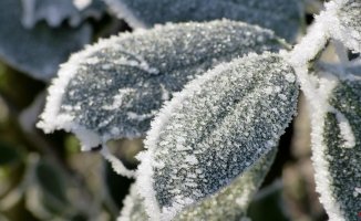 Have your plants frozen? you can still save them
