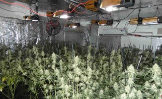 Prison for two detainees for growing marijuana and causing blackouts in Tordera