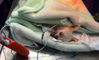 Pinky dies, a chihuahua who was stabbed after defending his family from a thief