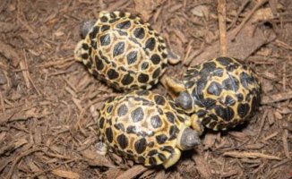 This endangered turtle surprises by becoming the father of three young at the age of 90