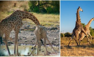 New observations of the curious sexual life of giraffes and their little-known osteophagy