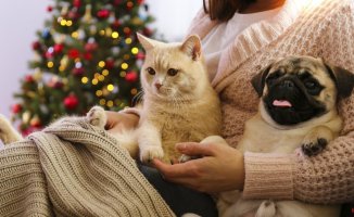 Dogs and cats at Christmas: the best way so that the celebrations at home do not alter their routine