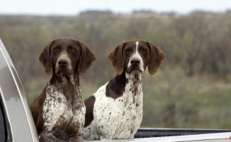 The PSOE manages to leave hunting dogs out of the animal welfare law, with the votes of the PP