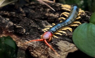 This poisonous centipede has no eyes but it can detect light: they have discovered how it does it