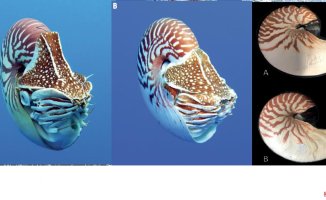 Three new species of nautilus discovered, the 'living fossils' relatives of octopus and cuttlefish