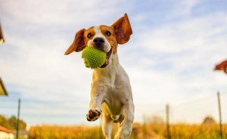 How to throw the ball to your dog to prevent injuries