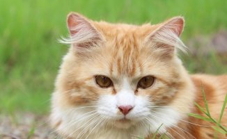 Has your cat gone bald? These could be the causes