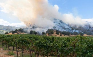 Wine also suffers from forest fires: they discover the damage caused by smoke in the vines