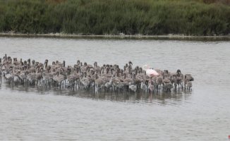 More flamingos in L'Albufera or a great coastal corridor: Ribó and Gómez dispute the green vote