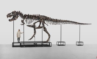 How much is a Tyrannosaurus Rex worth?