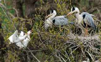 Have you seen how herons argue?