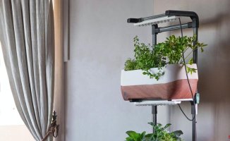 How to create a vertical garden on the terrace of the house