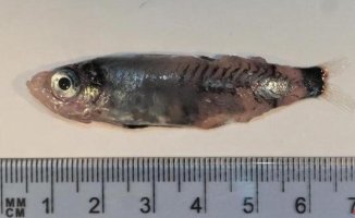 They discover a surprising new species of fish in the North Atlantic