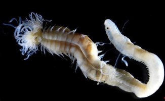 They discover three species of glow worms that resemble the 'fire demons' of Japan
