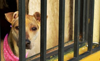 What to do if you think an animal is being mistreated