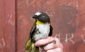 They discover that two species of New Guinea birds are extremely poisonous