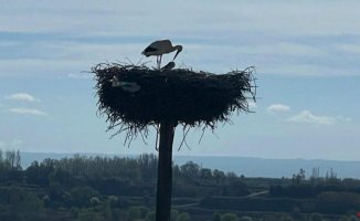 Familiar scene of the stork in the Estany d'Ivars