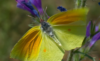 70% of butterfly species have been reduced in Catalonia in the last thirty years
