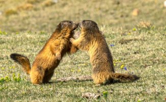 The affectionate kiss of the groundhogs