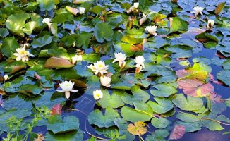Water lily show in the lake of Banyoles