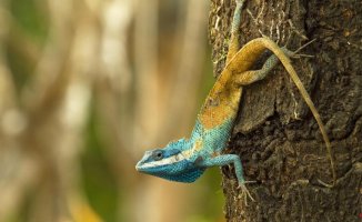 An aggressive color-changing lizard tops the list of 380 species discovered in the Mekong
