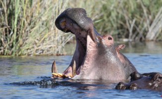 A child dead and more than 20 missing after a hippo attack a canoe in Malawi