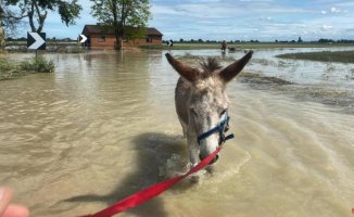 Mais, the donkey that has become a symbol of resistance to floods in Italy