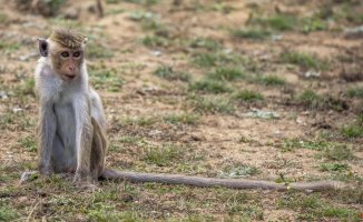 Controversy in Sri Lanka over the 100,000 endemic macaques that China wants to take away