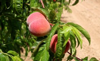 The drought decreases the size of the Ordal peach and causes its production to fall by 15%