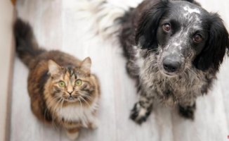 Protect your pet and comply with the law for only €8 per month