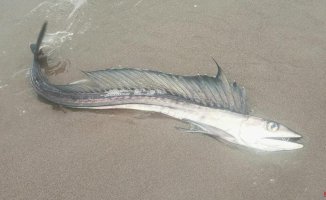 The strange appearance of cannibalistic fish on US beaches baffles scientists