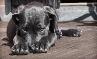 Bereavement in animals: tips for your pet to cope with the loss of its animal companion