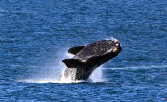 The southern right whale loses weight due to global warming