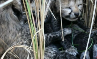Three cheetah cubs die from a family that served to reintroduce the species to India
