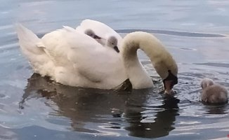 See how mother swan transports her chicks