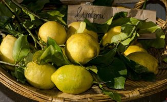 Lemons and the origin of the mafia: this is how the Cosa Nostra was born among fields of lemon trees in Sicily