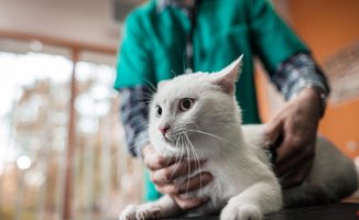 How often should I take my pet to the vet if they are not sick?