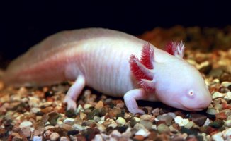 Worrying discovery in Catalonia of axolotls, an endangered species