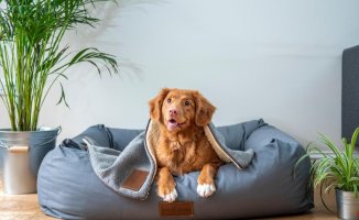 Tips so that your dog does not have anxiety in San Juan