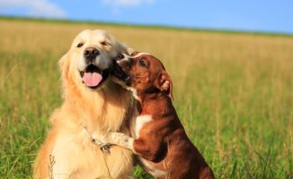The company of other animals makes your dog happy, according to a study